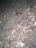 Map or photo for Pike County, Missouri hunting lease property.