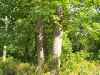 Map or photo for Pike County, Missouri hunting lease property.