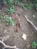 Map or photo for Pike County, Missouri hunting lease property.