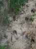Map or photo for Pike County, Missouri hunting lease property.