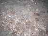 Map or photo for Pike County, Missouri hunting lease property.