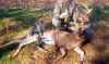 Big Bucks In Verion County 