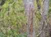 Map or photo for Vernon County, Wisconsin hunting lease property.