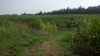 Map or photo for Washington County, Kentucky hunting lease property.