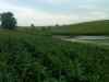 foodplot next to pond