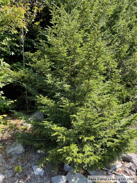 Randolph County West Virginia Hunting Lease - Property #11433 | Base