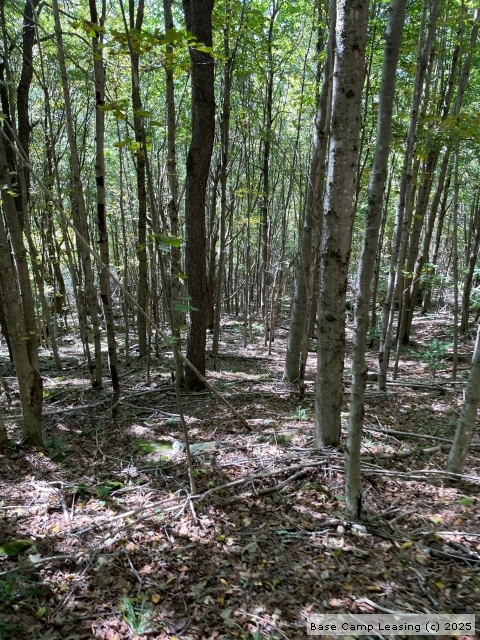 Randolph County West Virginia Hunting Lease - Property #11433 | Base