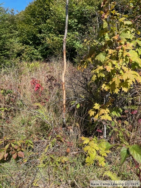 Randolph County West Virginia Hunting Lease - Property #11433 | Base