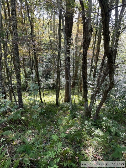 Randolph County West Virginia Hunting Lease - Property #11433 | Base