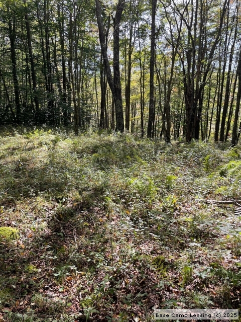 Randolph County West Virginia Hunting Lease - Property #11433 | Base