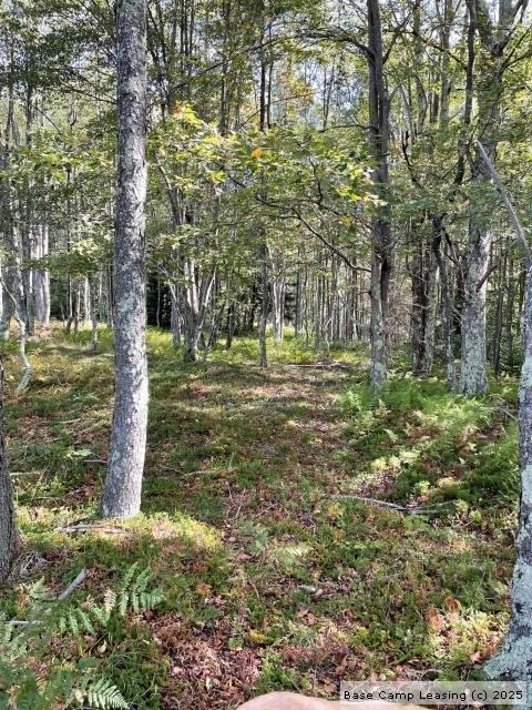 Randolph County West Virginia Hunting Lease - Property #11433 | Base