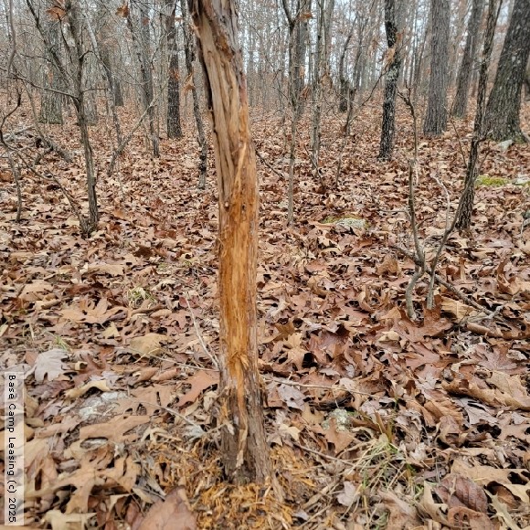 Howell County Missouri Hunting Lease Property 11571 Base Camp Leasing