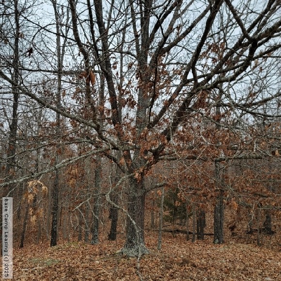 Howell County Missouri Hunting Lease Property 11571 Base Camp Leasing