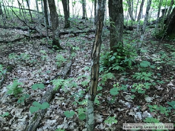 Otter Tail County Minnesota Hunting Lease - Property #8469 | Base Camp