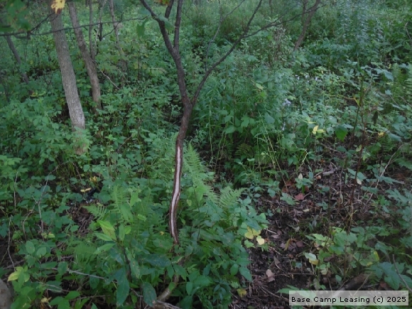 Chenango County New York Hunting Lease - Property #8900 | Base Camp Leasing