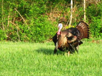 Big gobbler on Paul's land.